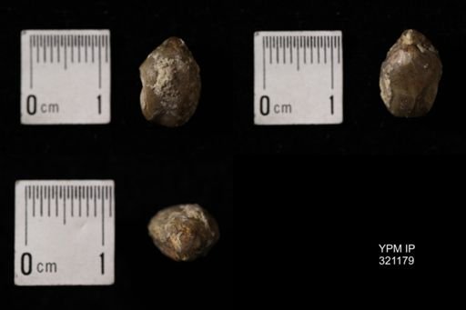 Dielasma turgida