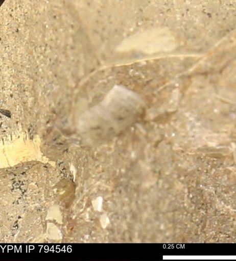 Protocardia subquadrata