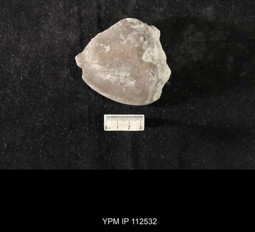 Isotelus maximus