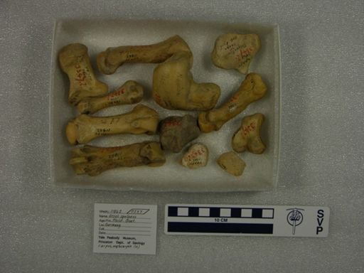 Ursus spelaeus