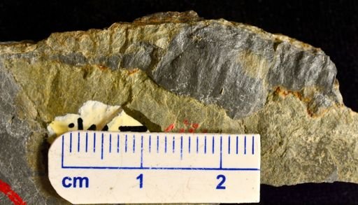 Colpodexylon deatsii