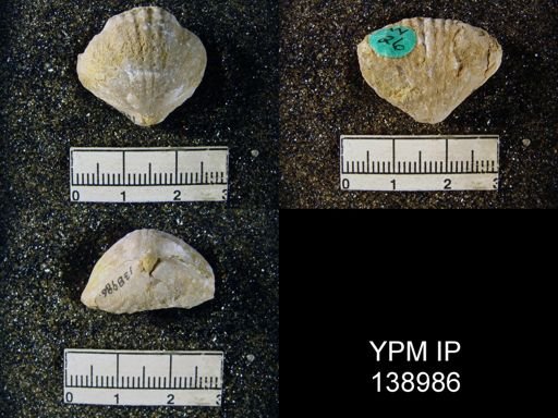 Camarophoria purdoni