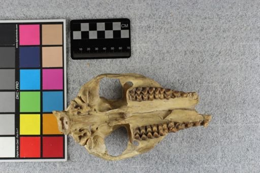 Merycoidodon culbertsoni