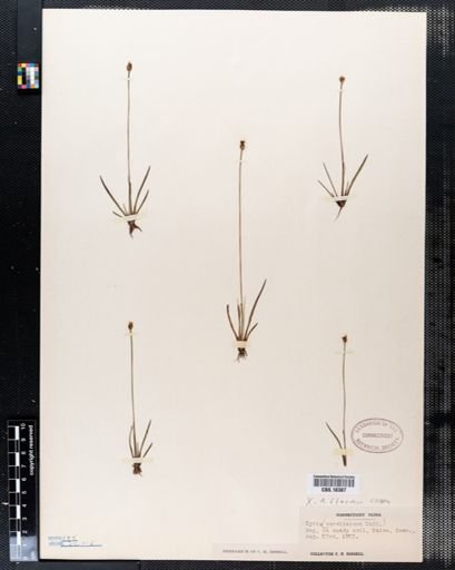 Xyris difformis