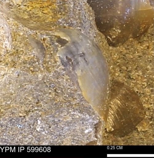 Protocardia subquadrata