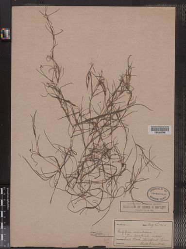 Ruppia maritima