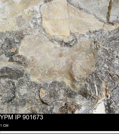 Inoceramus sp.