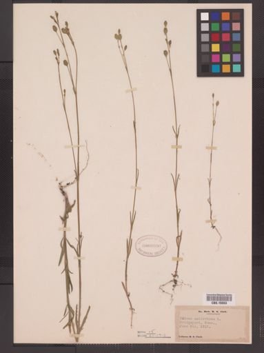 Silene antirrhina