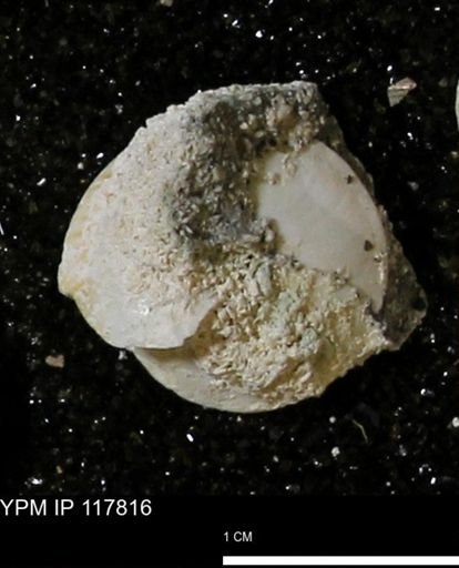 Poecilozonites bermudensis sieglindae