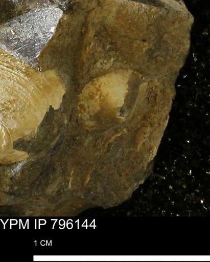 undet. Mollusca