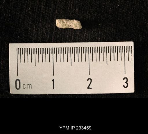 Archaeocidaris sp.