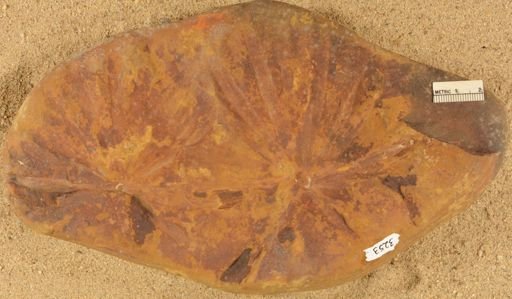 Annularia