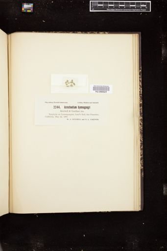 Acrochaetium gymnogongri