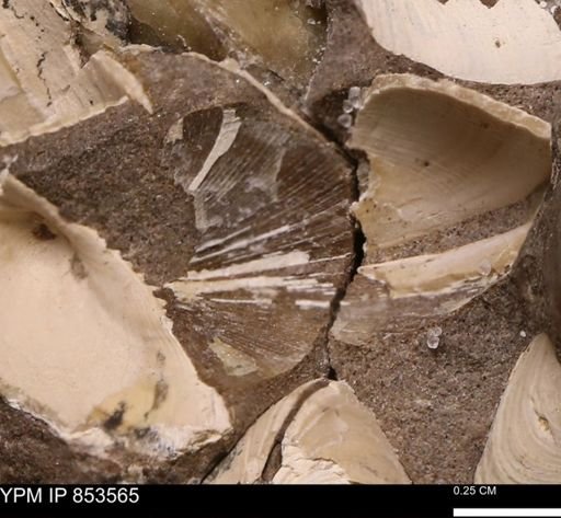 Limopsis striatopunctatus