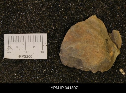 Inoceramus sp.