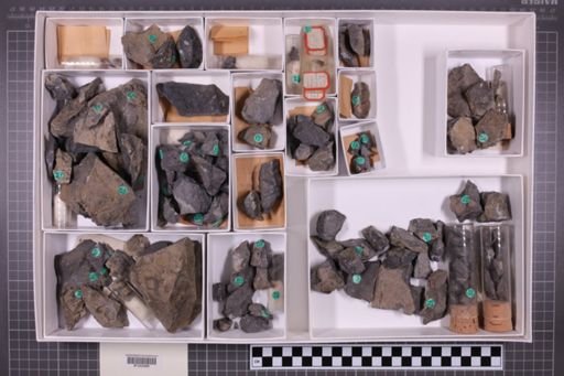 mixed taxa, stratigraphic collection