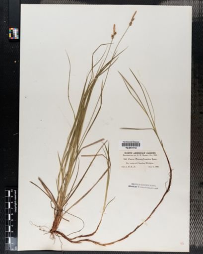 Carex pensylvanica