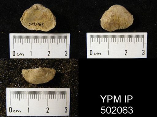 Marginifera splendens