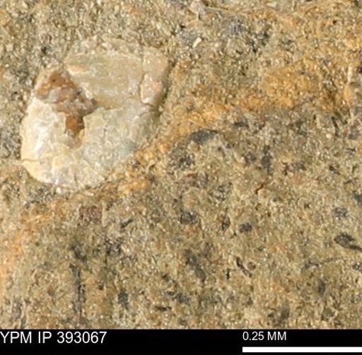 Scaphites sp.