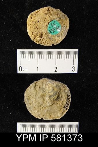 Atrypa sp.