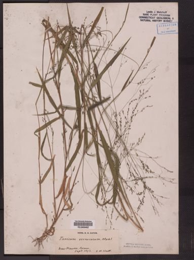 Panicum verrucosum