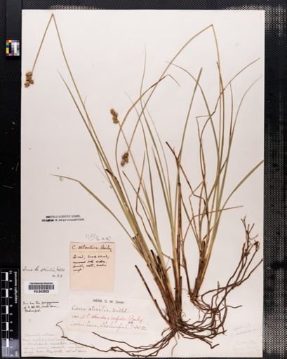 Carex sterilis