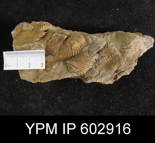 Crassirensselaeria crassicosta