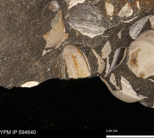 Protocardia sp.