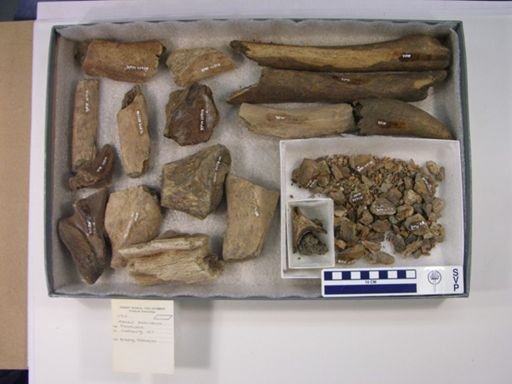 Mammut americanum