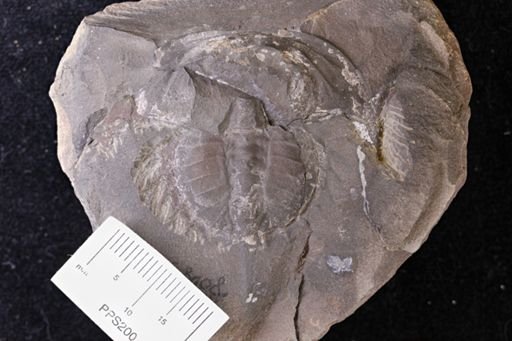 Euproops danae