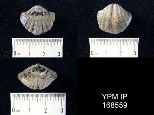 Spirifer duodenarius
