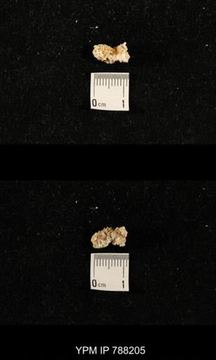 taxon undetermined