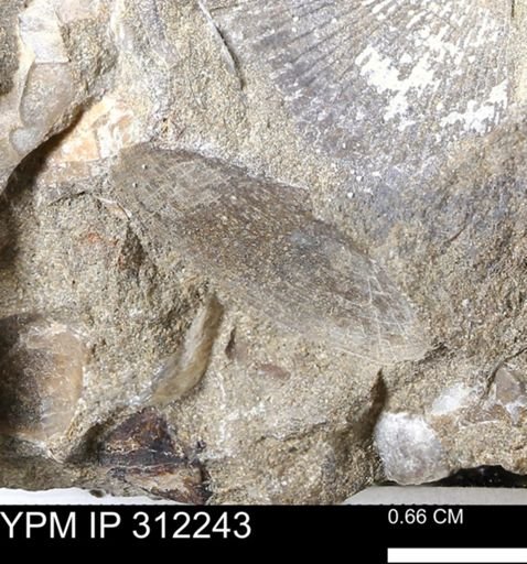 Tellinimera scitula