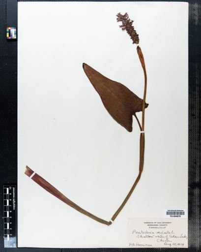 Pontederia cordata
