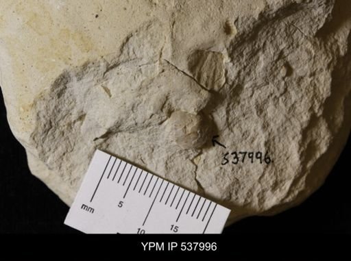 Protocardia sp.