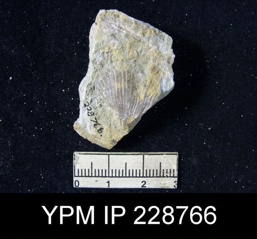 Neospirifer triplicatus