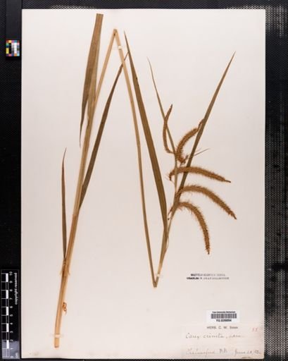 Carex crinita