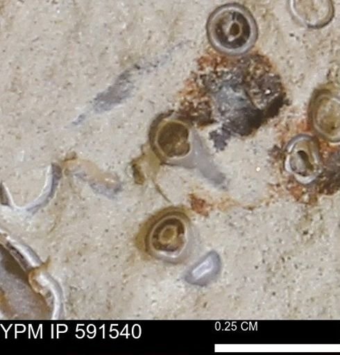 Serpulidae