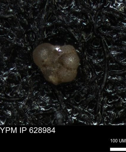 undet. Foraminiferida