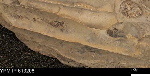 Baculites sp.