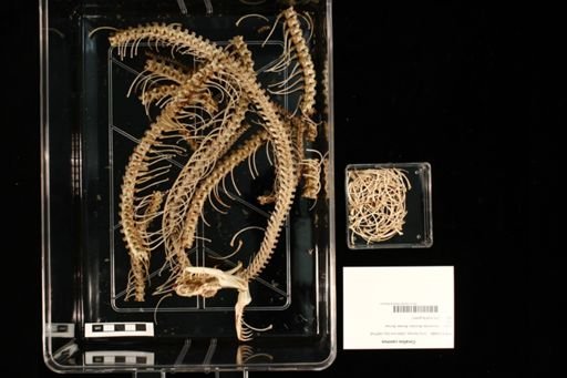 Corallus caninus