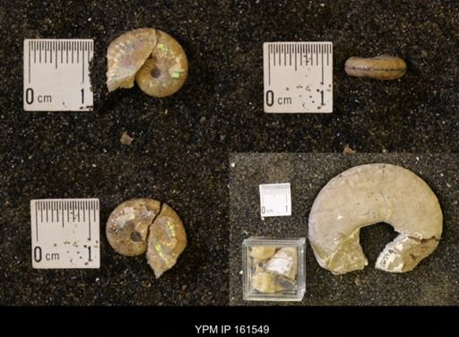 Discoscaphites conradi