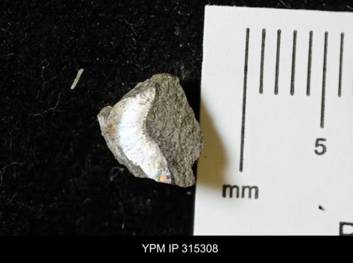 undet. Mollusca
