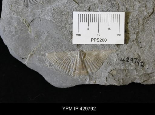 Mucrospirifer mucronatus