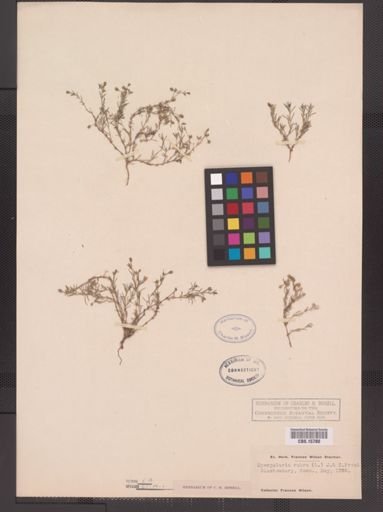 Spergularia rubra