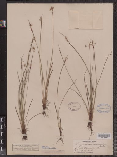 Sisyrinchium mucronatum