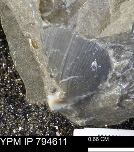 undet. Bivalvia