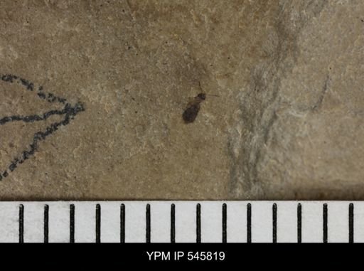 undet. Coleoptera