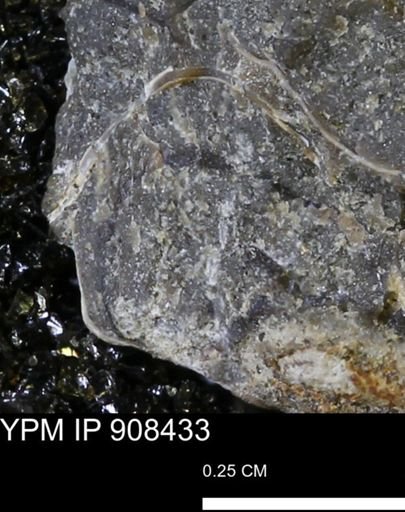undet. Mollusca