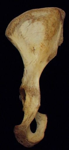 Pan troglodytes troglodytes